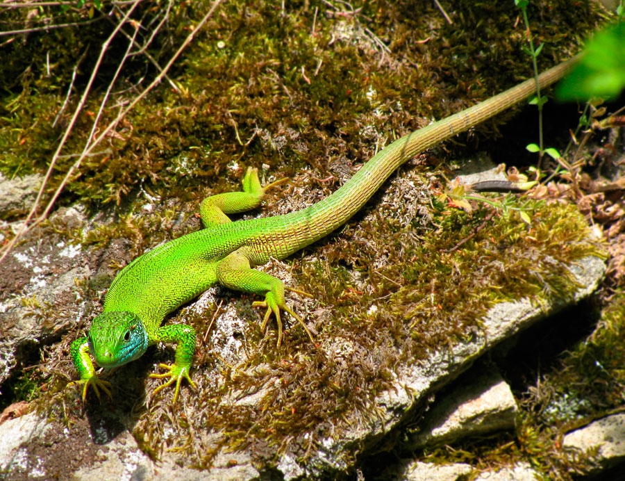 Lacerta viridis