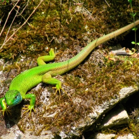 Lacerta viridis