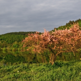 В розова премяна