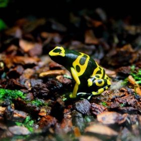 very poisonous frog