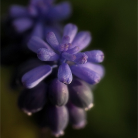 Симфония в синьо  -  Sinfonía en azul