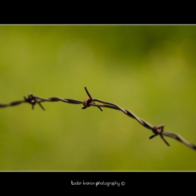 barbed wire