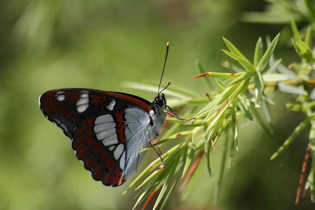 Limenitis reducta