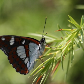 Limenitis reducta