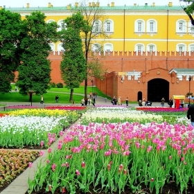 Городские цветы, городские цветы..........,навсегда завладели вы сердцем моим!