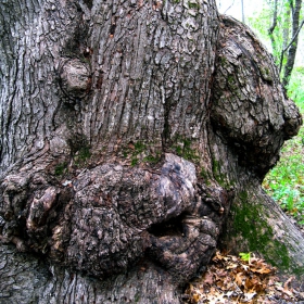 tree troll