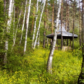 Под брезите бели