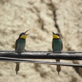 The female bee-eater complains about the little bee her husband gave her