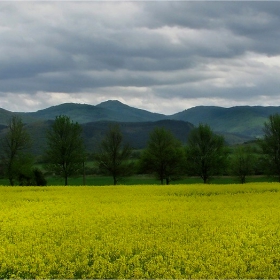 Преддъждовна хармония