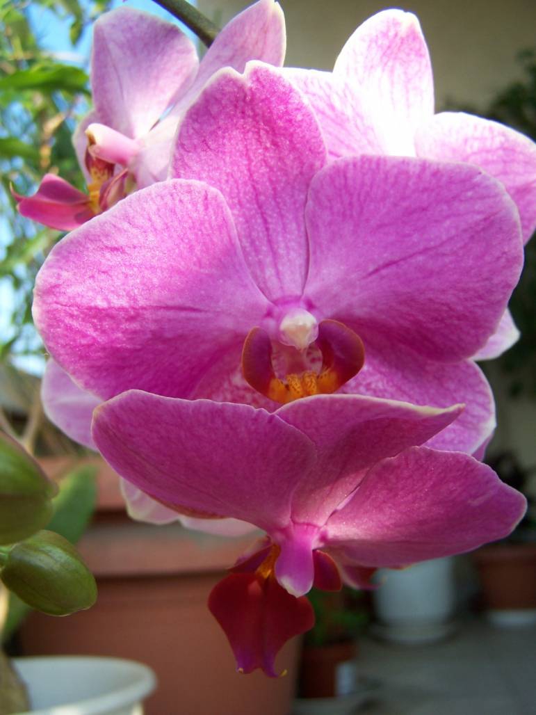 My first orchid