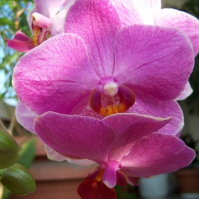 My first orchid