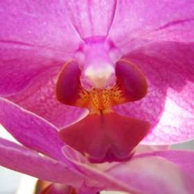 My first orchid 2