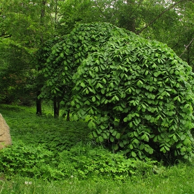 Дърво и камък