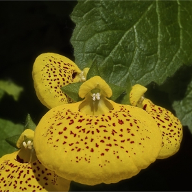 Калцеолария, Чехълче / Calceolaria - Zapatilla de Venus