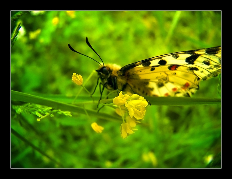 butterfly
