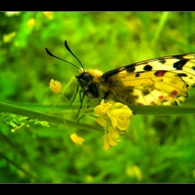 butterfly