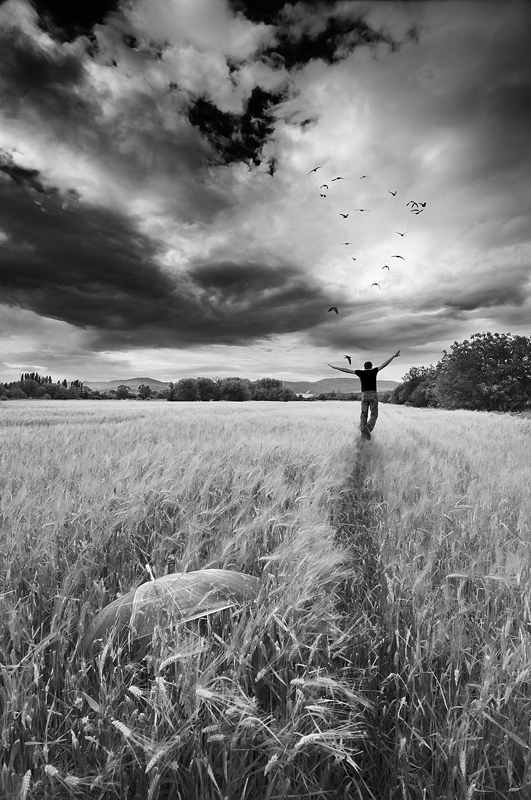 where birds go in the rain