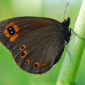 Large ringlet (Erebia euryale)