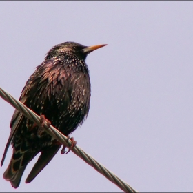 Обикновен скорец (European Starling, Sturnus vulgaris)