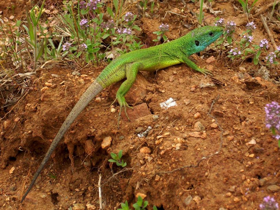 Зелен гущер - Lacerta viridis