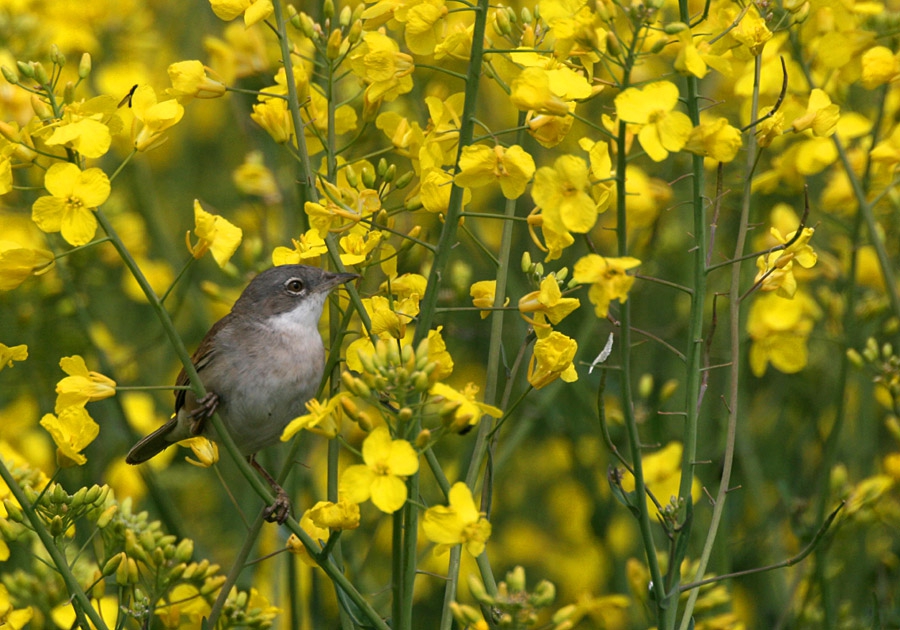 Голямо белогушо коприварче (Sylvia communis)