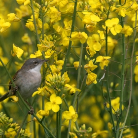 Голямо белогушо коприварче (Sylvia communis)