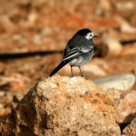 Бяла стърчиопашка (Motacilla alba)