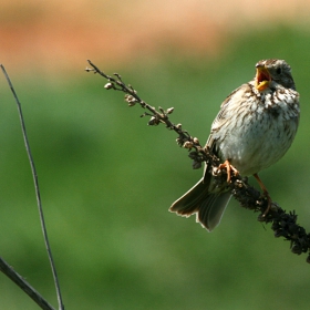 Сива овесарка (Emberiza calandra