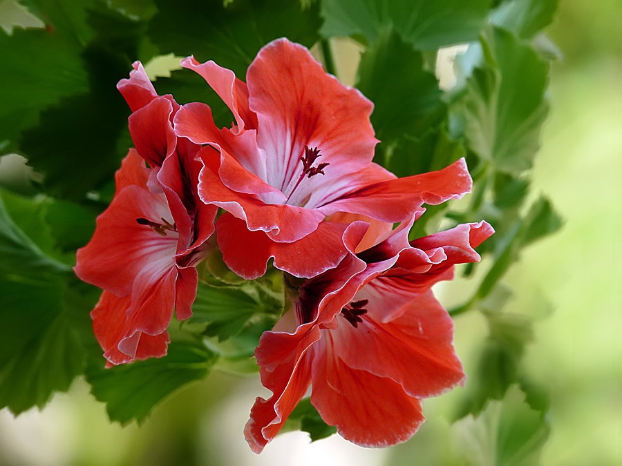 Pelargonium grandiflorum