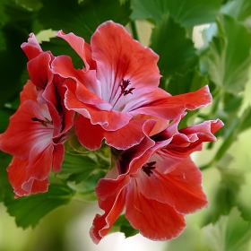 Pelargonium grandiflorum