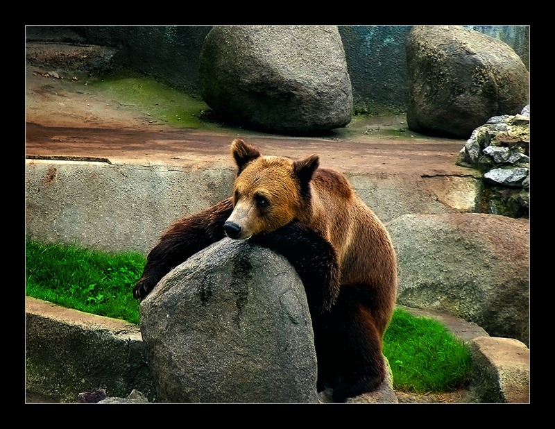 bear