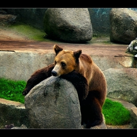 bear