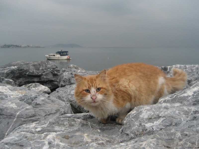 Котьо с лунички