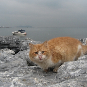 Котьо с лунички