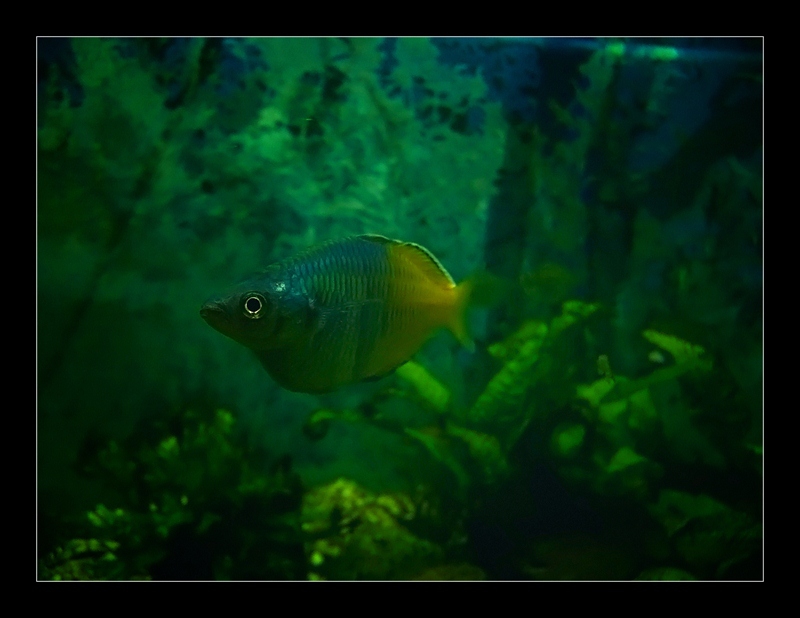 fish ...