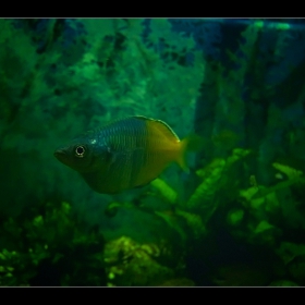 fish ...