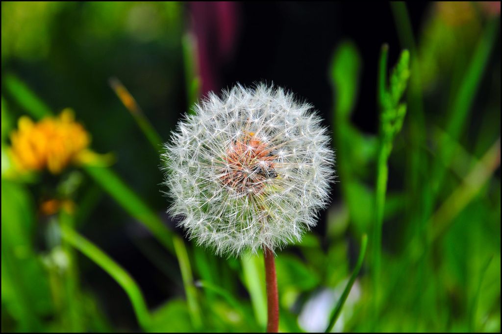  Taraxacum officinale