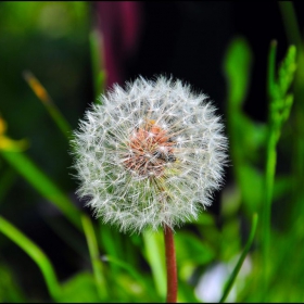  Taraxacum officinale