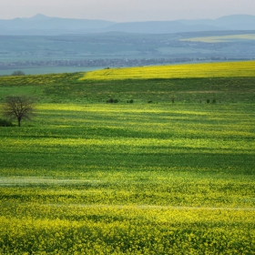 пролет в жълто III