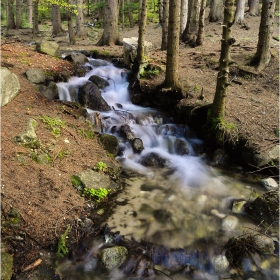 Водата и гората ...