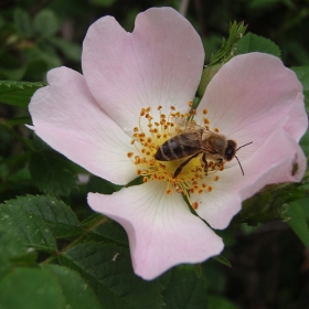 Bee
