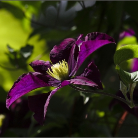 Clematis - Warszawska Nike