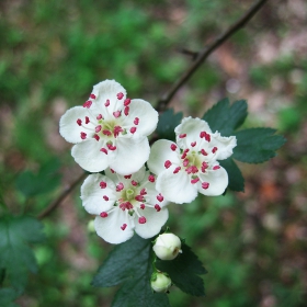 От трън, та на... Crataegus monogyna