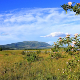 Розите при нас  са 