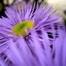 From the garden.