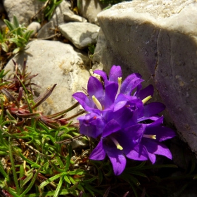 Pretty in purple