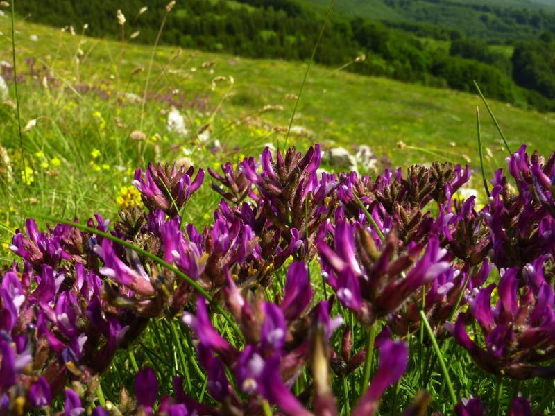 Violet flowers