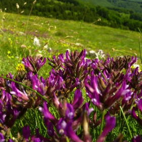 Violet flowers