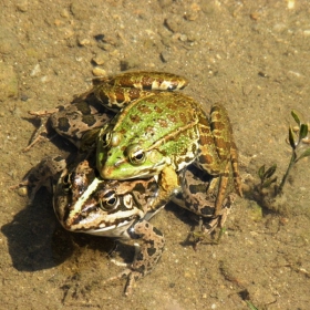 Размножителния период на голямата зелена водна жаба.