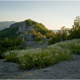 Родопски маргарити